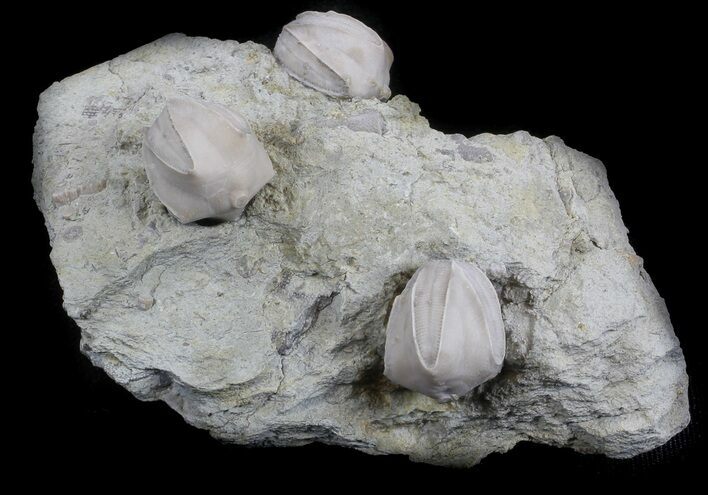 Blastoid (Pentremites) Fossils - Illinois #36031